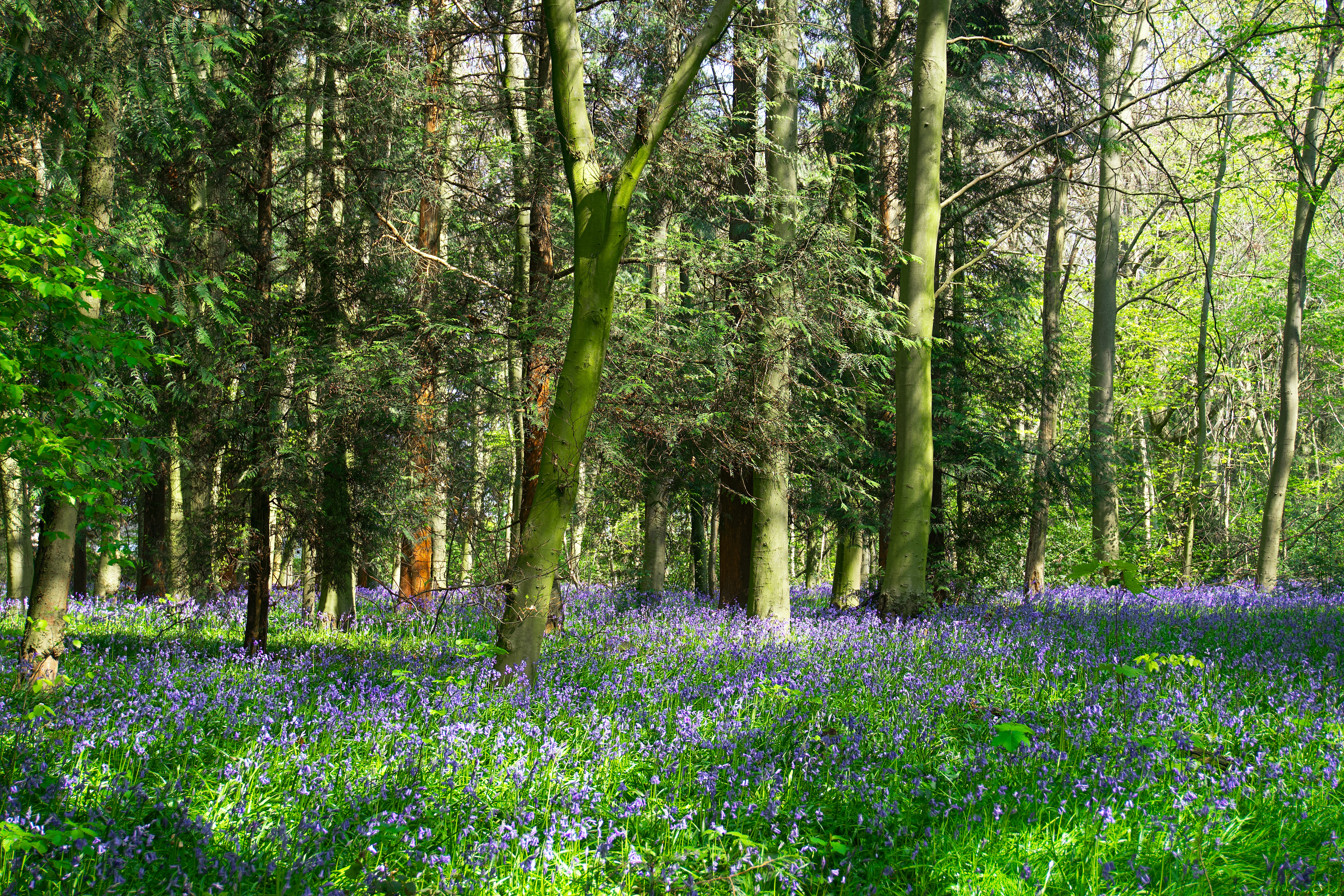 Enjoying the health benefits of nature